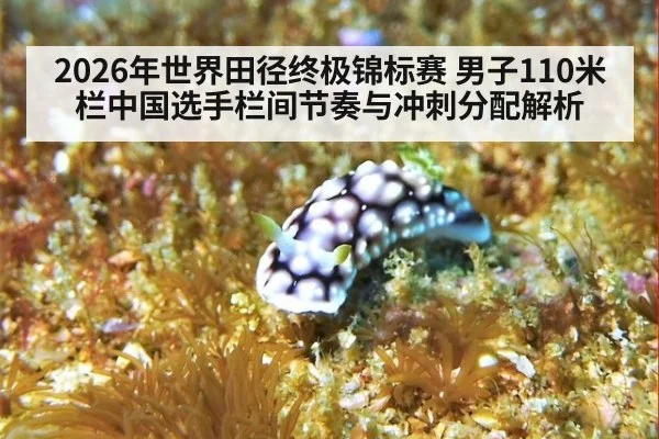 2026年世界田径终极锦标赛 男子110米栏中国选手栏间节奏与冲刺分配解析